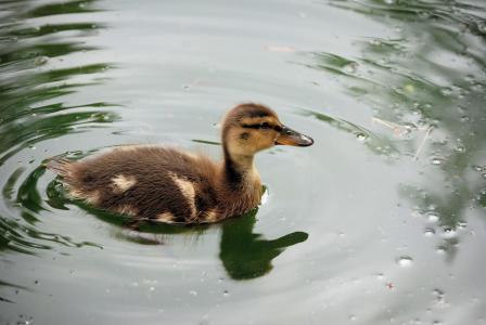 小鸭, 游泳, 池塘, 宝贝, 羽毛, 野生动物