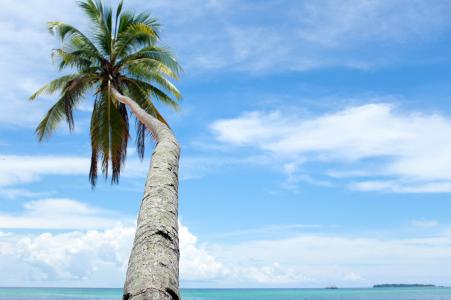 椰子树, 旅游, 自然, 海, 视图, 祺群岛