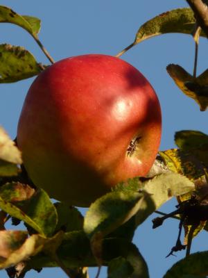 苹果, 水果, 树上苹果, 成熟, 红色, 甜, 美味
