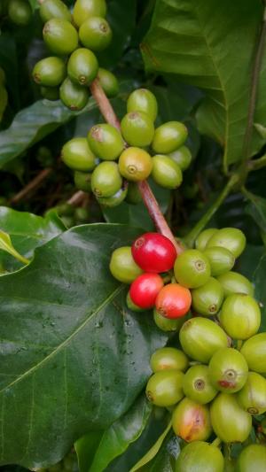 咖啡, 自然, 绿色, 豆子, 增长, 新鲜