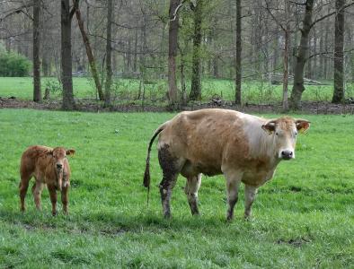 小牛, 小牛犊, 草甸, 动物, 自然, 动物, 农村