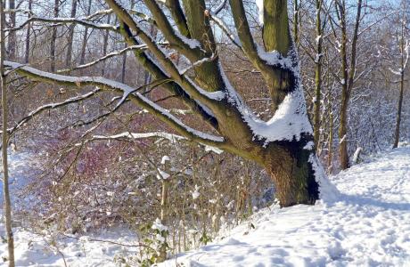 树, 冬天, 雪景, 白雪皑皑, 寒冷, 自然, 太阳