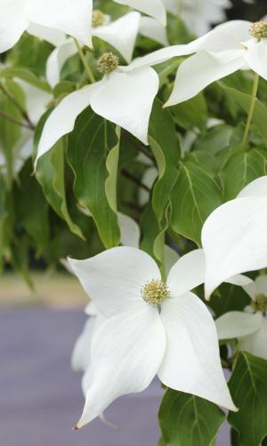白茱萸, 茱萸, 观赏树, 白色花朵, 白色, 花朵, 春天
