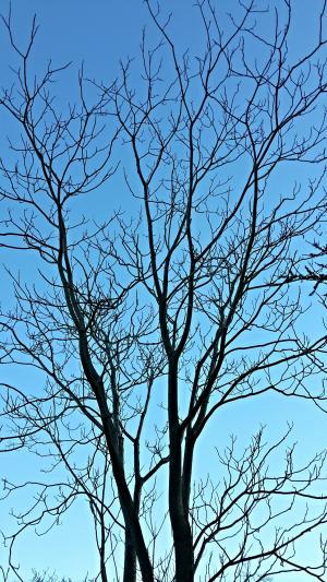 树, 分支机构, 冬天, 天空, 蓝色, 裸, 自然