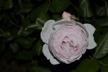 玫瑰白, 花园, 春天