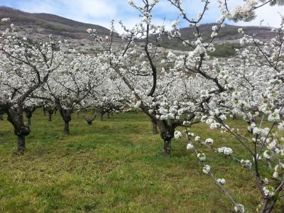 樱桃树, 山谷, jerte, 花, 春天, 西班牙, 爆发