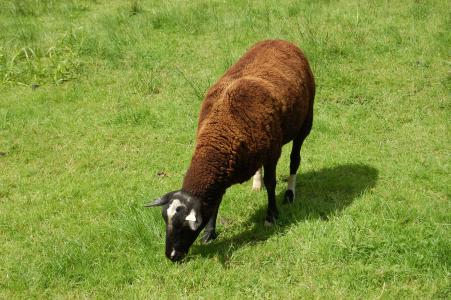 羊, 羊毛, 草, 动物, 农场, 牛