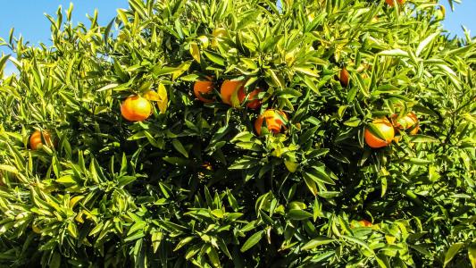 塞浦路斯, mosfiloti, 橘树, 院子里