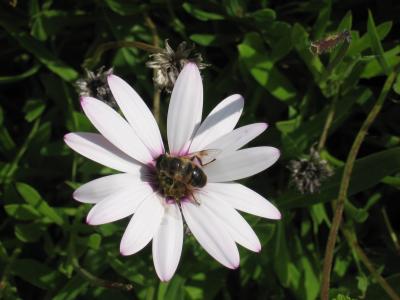 蜂蜜蜂, 花, 蜜蜂, 开花, 绽放, 昆虫, 夏季