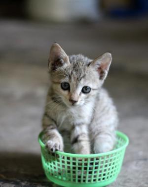 小猫, 猫, 购物篮, 可爱, 宠物, 猫科动物, 动物