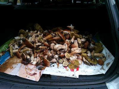 蘑菇, 牛肝菌, cep