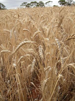 小麦, 麦田, 麦片, 景观, 农业, 粮食, 字段