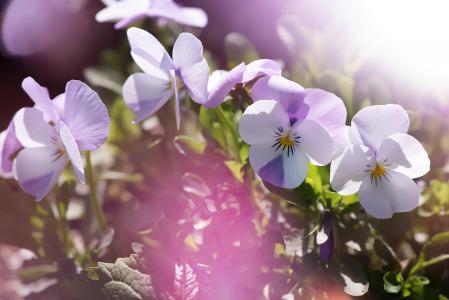 三色堇, 紫罗兰色, 白色, 花园堇, 中提琴, 花, 春天