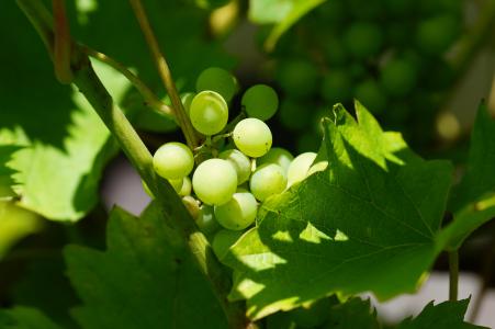 葡萄酒, 绿色, 葡萄, 宏观, 葡萄树, 绿色的葡萄, 水果