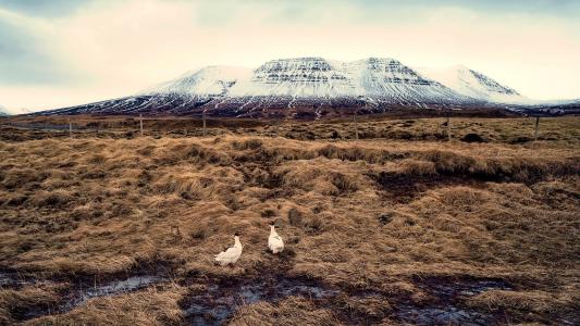 冰岛, 海雀, 鸟类, 景观, 雪, 山脉, 自然
