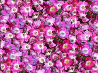 献上鲜花, 粉红色白色, 春天, 装饰性花园, 多彩, 床上, 应用
