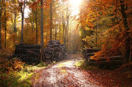 森林, 童话森林, 秋天, 叶子, 黄色的树叶, 秋天的落叶, 金色的秋天