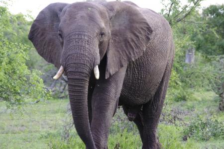 马拉, 南非, sabi 砂, 大象, 非洲大象, 马拉马拉游戏储备