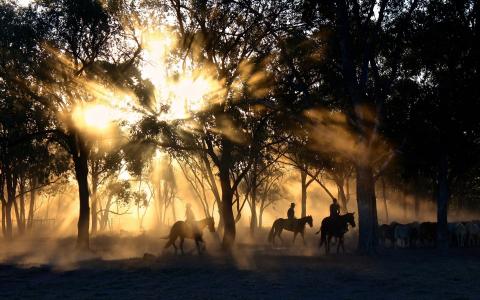 牛仔, 阳光, 树木, 羊群效应, 马, 骑马, 骑马