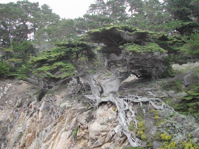 树, 蒙特里, 海岸, 很奇怪, 暴露, 根, 岩石