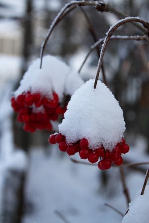 冬天, 浆果, 冬天的魔法, 感冒, 弗罗斯特, 寒冷, 植物