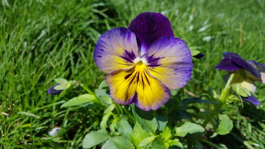 三色堇, 三色堇花, 三色堇, 三色紫罗兰, 紫色三色堇, 花园堇, 花三色堇