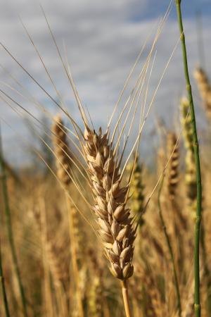 农业, 面包, 谷物, 特写, 耳朵, 粮食, 小麦