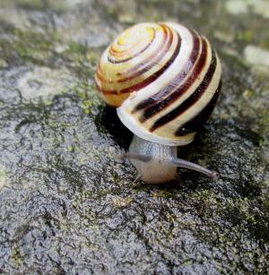 蜗牛, 壳, 螺旋, 软体动物, 石头, 多雨的天气, 关闭