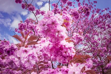 日本的樱花树, 花, 粉色, 树, 花树, 春天, 日本樱花