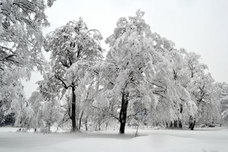 冬天, 树, 白色, 雪, 赛季, 感冒, 景观