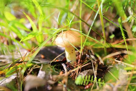 蘑菇, 加油, 森林, 自然, 棕色, 夏季, 帽