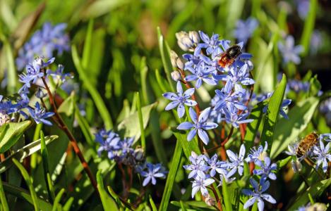 蓝星, 花, 绽放, 蓝色, 野生花卉, 野生植物, 森林植物