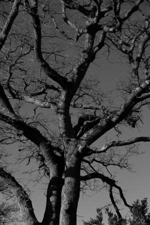 树, 黑色和白色, 摄影, 自然