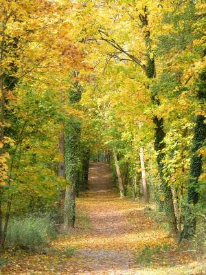 走了, 秋天, 树木, 叶子, 自然, 森林, 线索