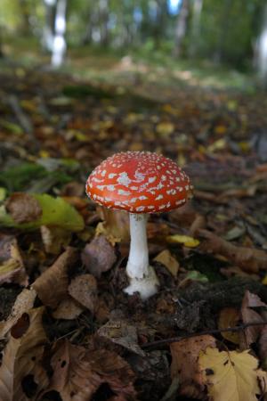 飞金顶, 蘑菇, 红色, 好运气的象征, 红色飞木耳蘑菇, 白色的小圆点, 森林
