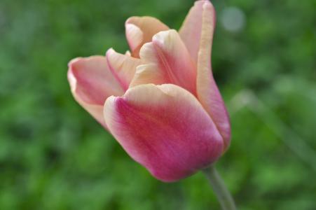 郁金香, 花, 粉色, schnittblume, 春天的花朵, 花园, 春天
