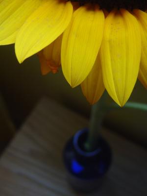 黛西, 花瓶, 蓝色, 花瓣, 花, 黄色