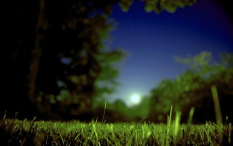 月亮, 月亮升起, 夏季, 字段, 草, 树木, 晚上