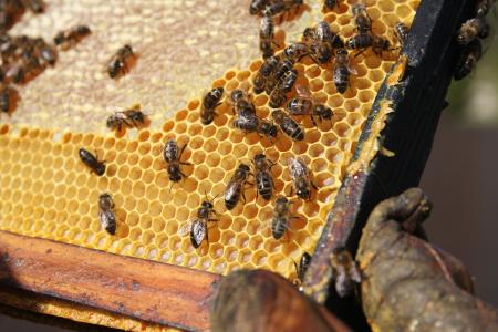 蜜蜂, 蜂巢, 单元格, 蜂蜜, 蜡