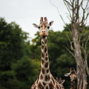 非洲, 动物, 长颈鹿, 丛林, 野生动物园, 南非, 野生动物