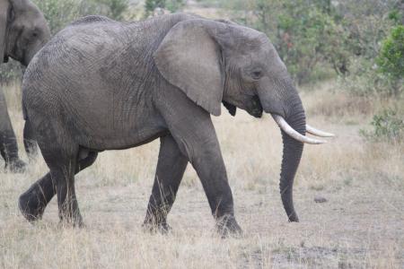 非洲, 野生动物园, 野生动物, 肯尼亚, 坦桑尼亚, seringeti, 大象