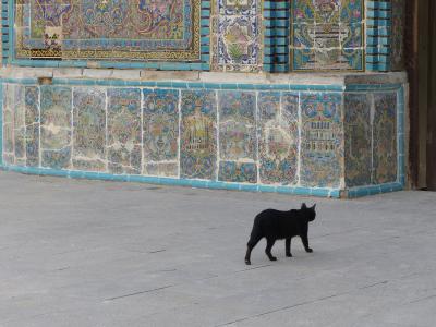 伊朗, 猫, 黑色, 平铺, 陶瓷, 建筑