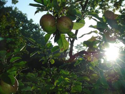 日出, 太阳, 早晨的太阳, 苹果, 树上苹果, morgentau, 回光