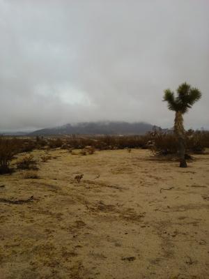 约书亚树, 沙漠, 加利福尼亚州