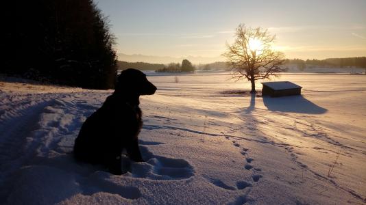 狗, 猎犬, 黑色平, abendstimmung, 冬天, 景观