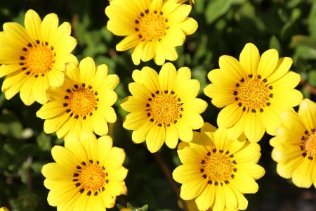 杂色菊, 黄色的花, 花, 植物, 黄色, 自然, 夏季