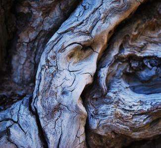 木材, 在木材的面孔, 自然, 老, 干木, 死树, 树