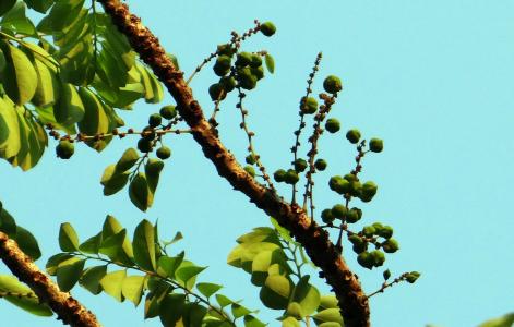 acidus, 马来醋栗, 星醋栗, 猕猴桃树, 浆果, 树, 印度