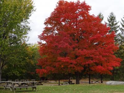 秋天的树叶, 秋天, 季节性, 红树, 景观, 自然