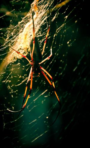 蜘蛛, 蜘蛛网, 昆虫, 动物, 危险, 马特·劳尔